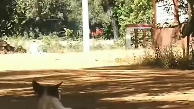 Best funny video fake lion prank on dog