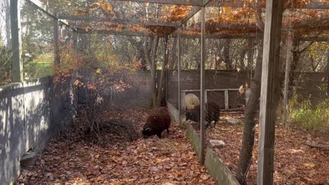 New Arrival at the Homestead - Shetland Sheep!