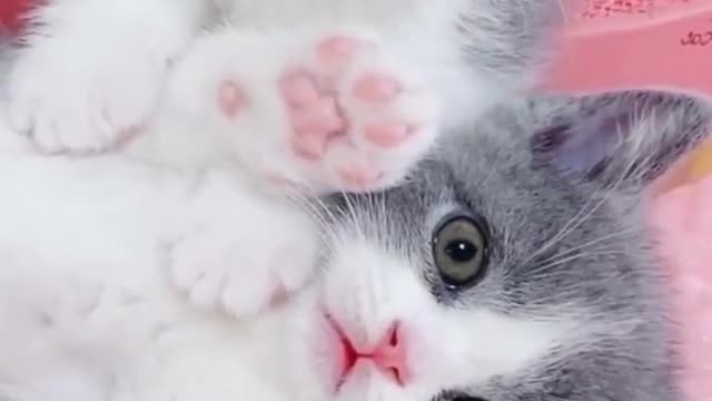 😍💓😍💓😍💓😍💓😍💓😍💓😍💓😍💓😍💓 #cats #shorts