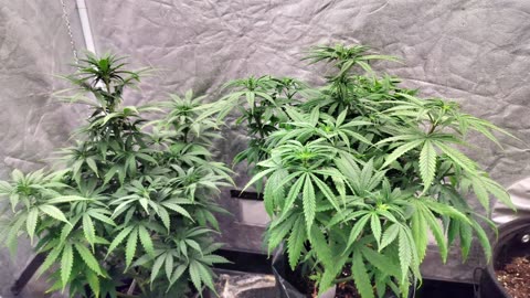 weekly update on our autoflower testers the fam