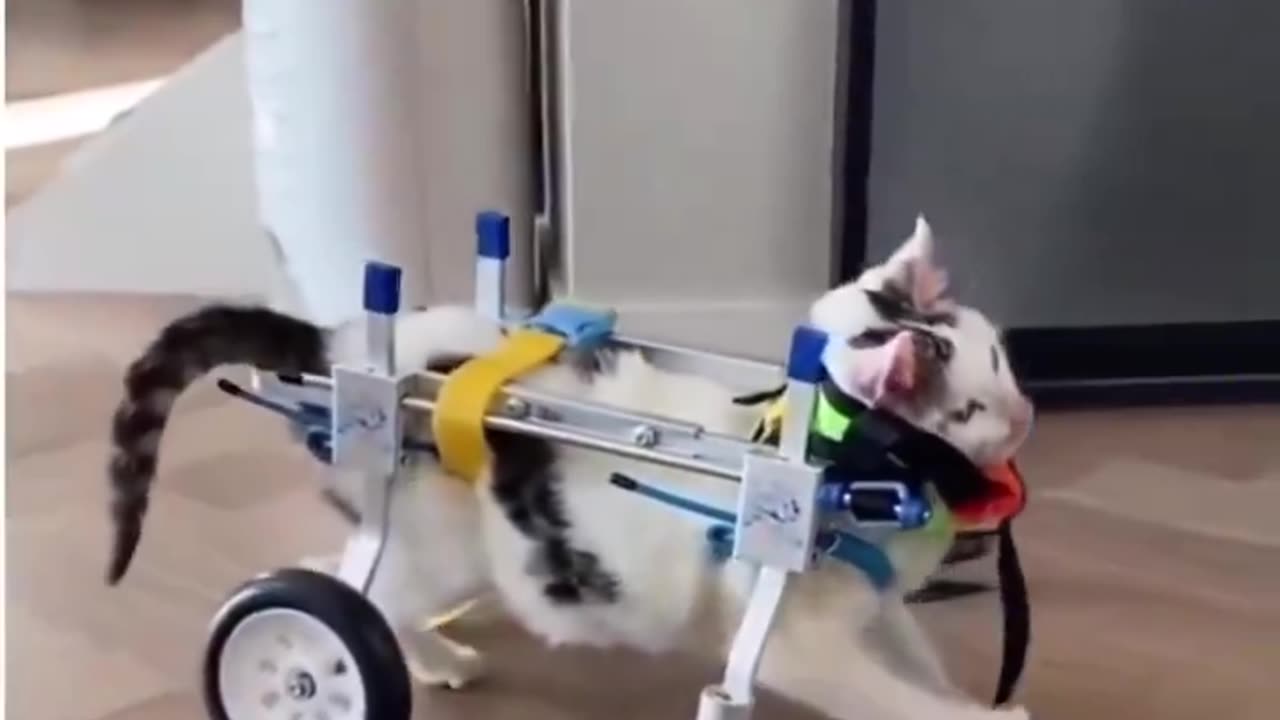 This is a custom made Device to help a paralysed cat walk.