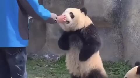 Cute Pandas Stand Up For There Food!!!