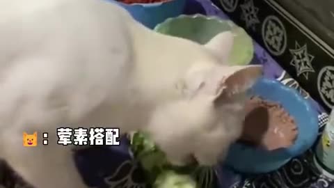 论猫咪干饭的积极性