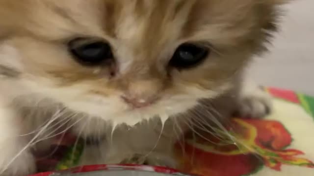 Cute cat drinking milk