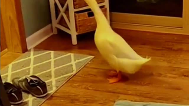 This duck can move on to the World Cup!