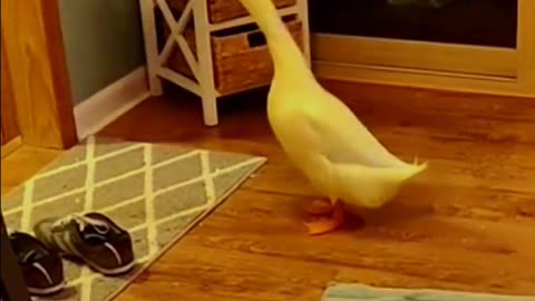 This duck can move on to the World Cup!