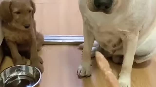 You will get STOMACH ACHE FROM LAUGHING SO HARD Funny Dog Videos