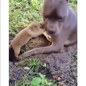 Dog Pesters A Prairie Dog Digging A Hole