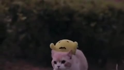 Lovely cat walking
