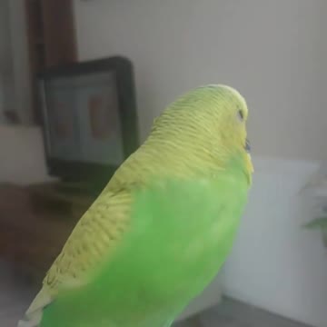 The love bird dances to a wonderful song
