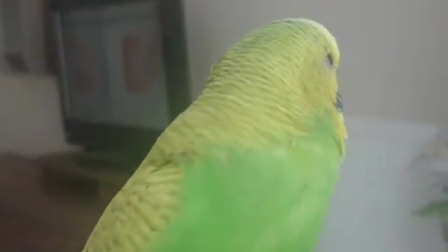 The love bird dances to a wonderful song