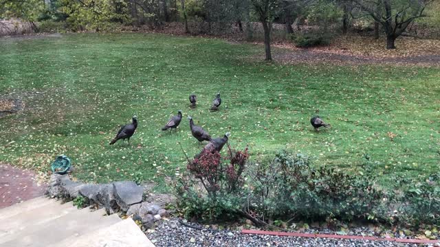 Wild Turkey Gang