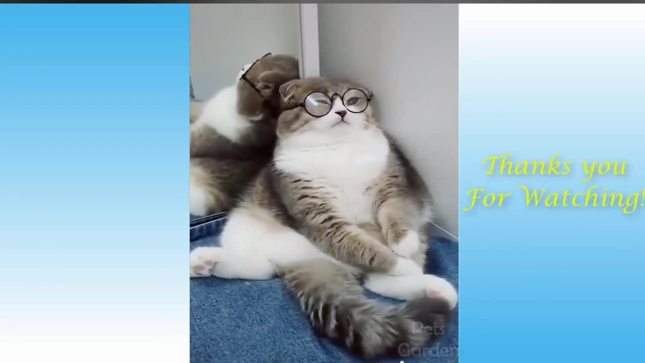 Cute and Stylish Cat | Funny video