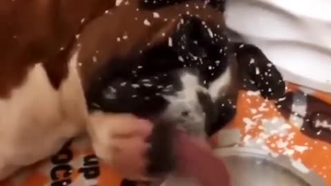 When the dog wake up early morning he is very hungry 😄