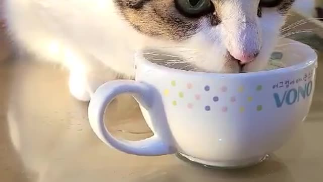 Video of a cat eating water