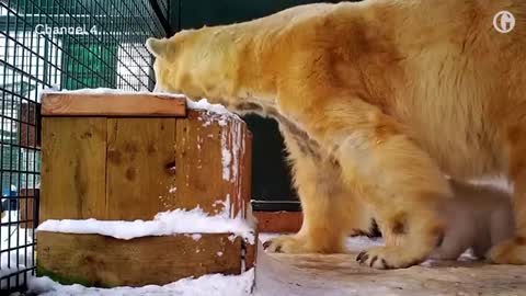 First polar bear cub born in Britain for 25 years