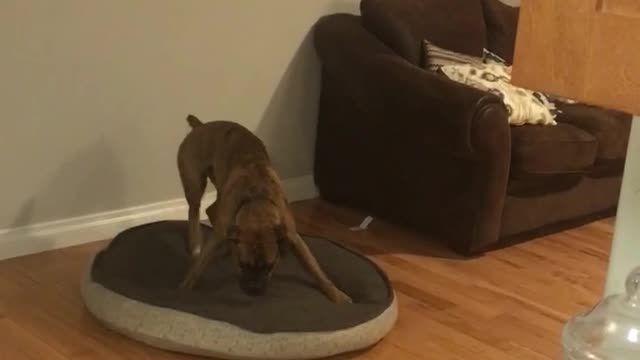 Dog Gets Bed Ready Before Lying Down