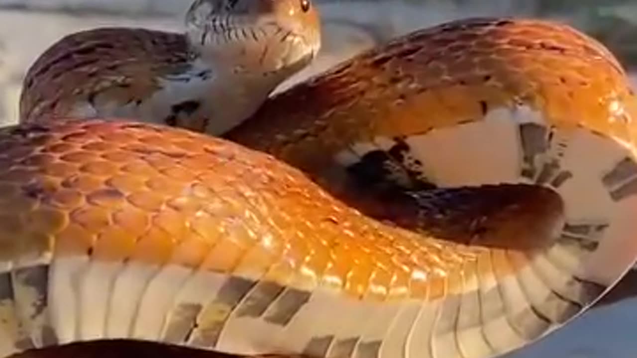 The most poisonous snake