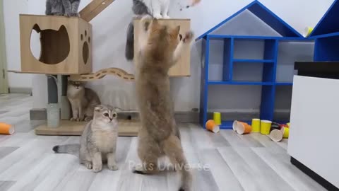 Funny cat video#🐱🐱