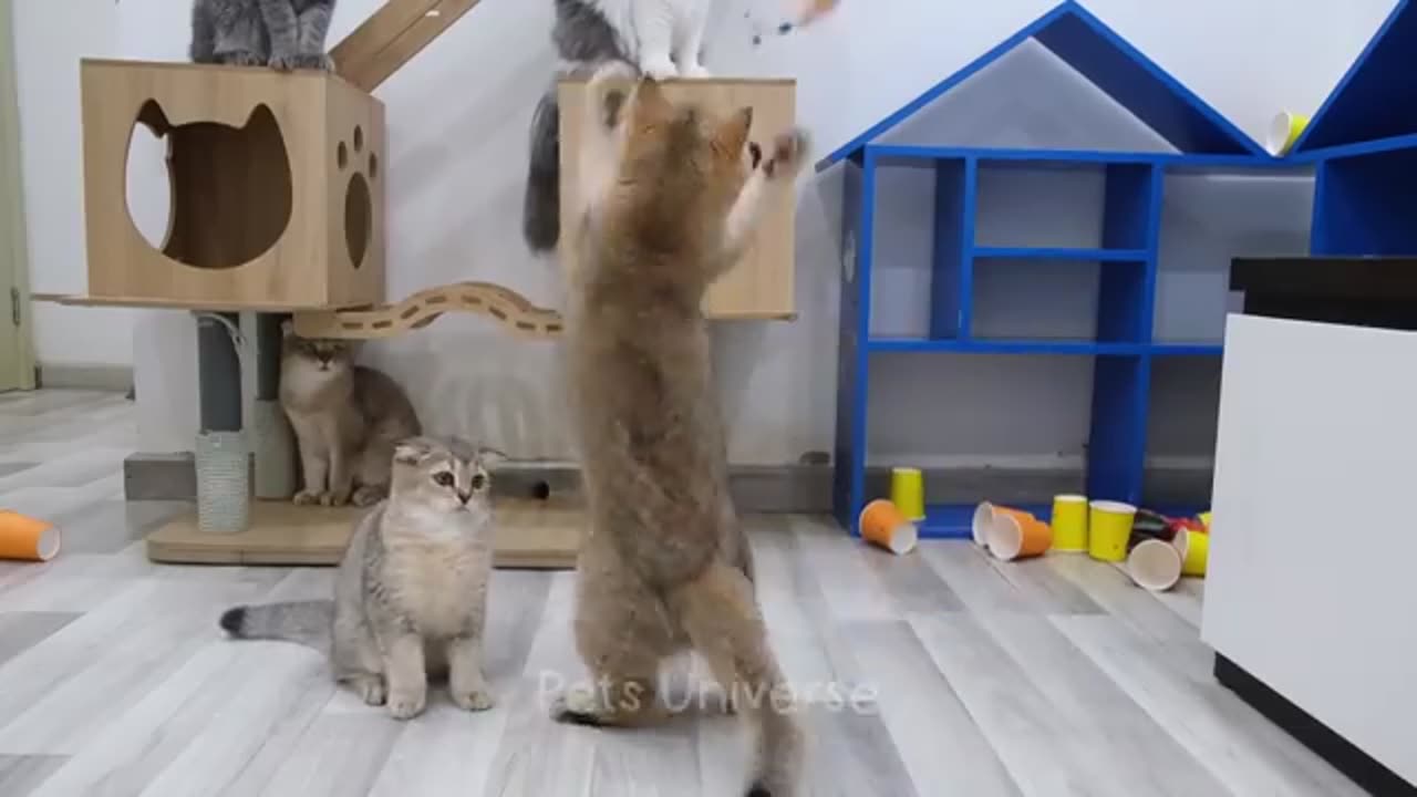 Funny cat video#🐱🐱