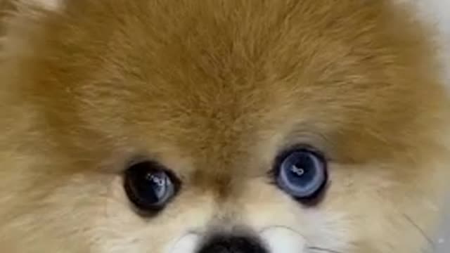 Cute dog-funny dog #video
