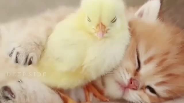 Cute baby cat with a baby chicken