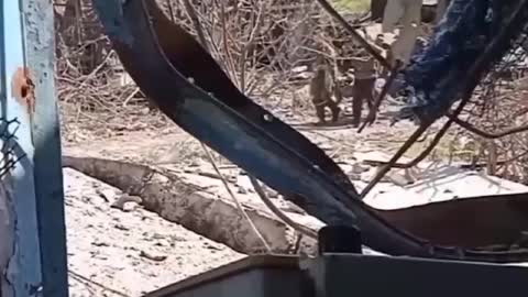 More Azovs are surrendering