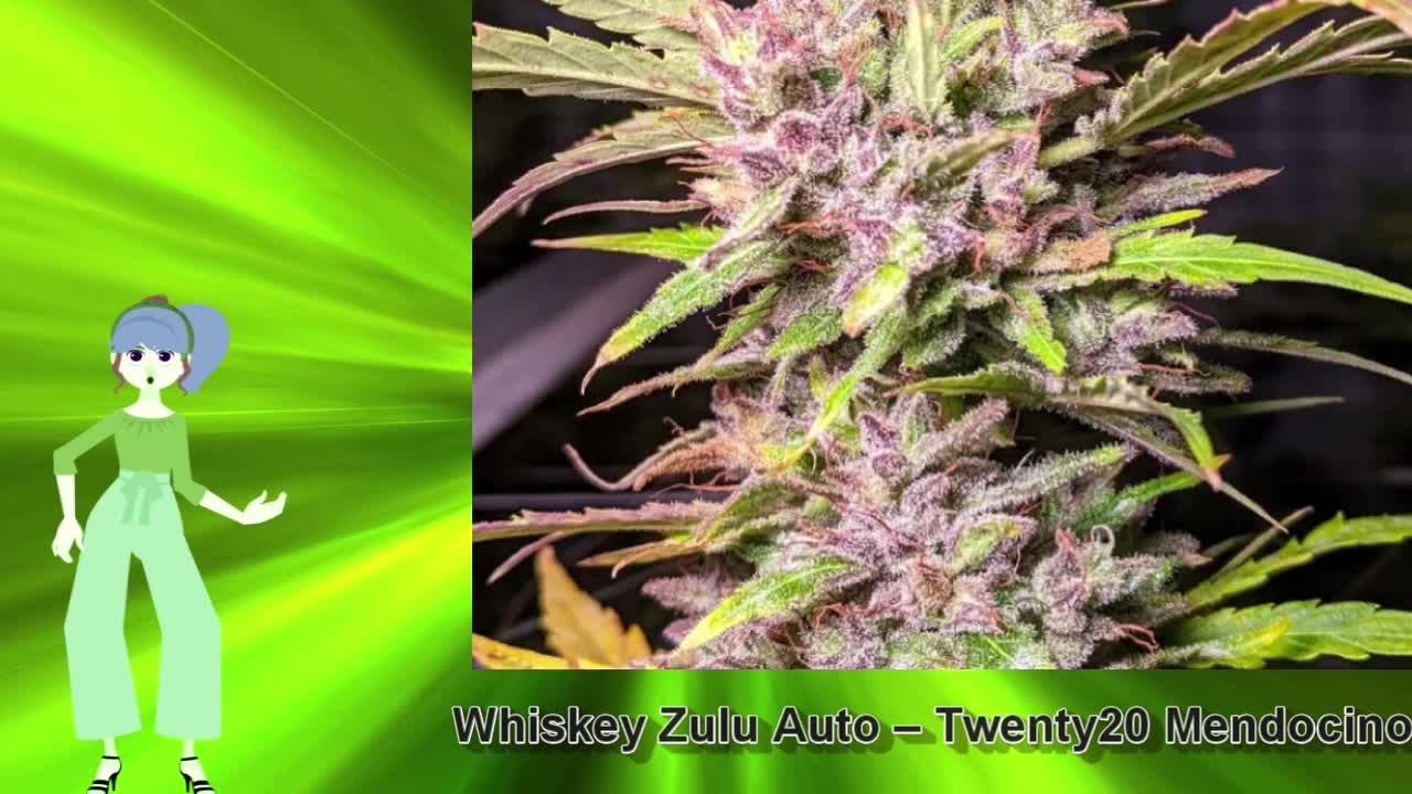 Whiskey Zulu Auto – Twenty20 Mendocino