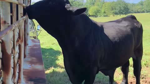 Bull sniffs like dog