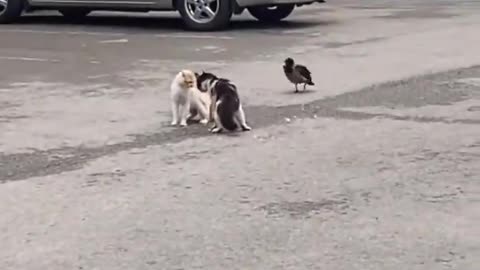 Cats war