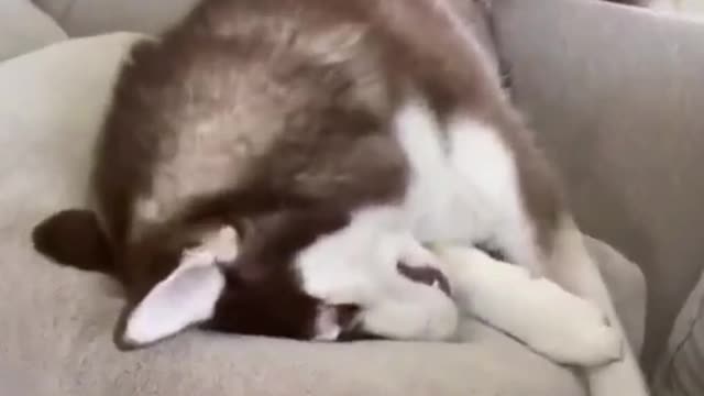 huskies are DRAMATIC #funnyhusky #funnydogs2022 #funnyhuskytiktok #cutehusky