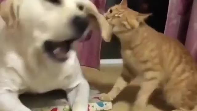 Cat trying to play with dog