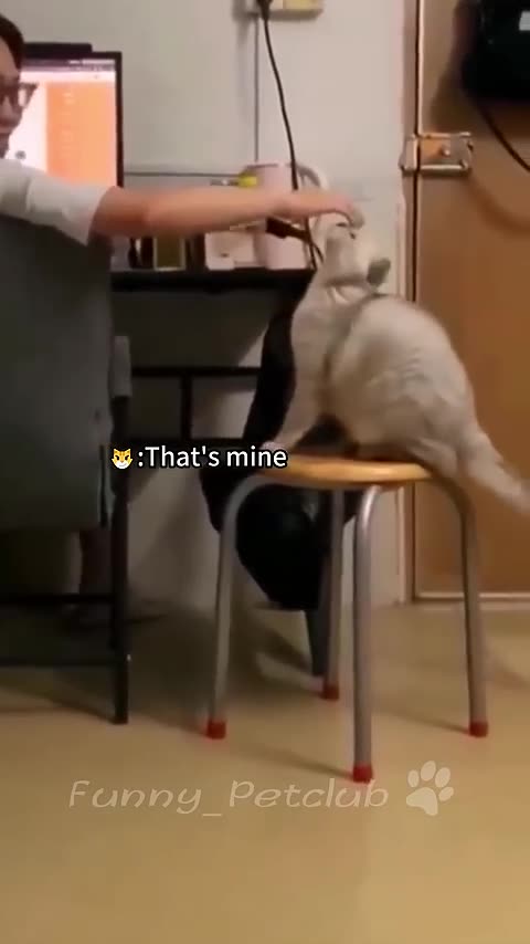 Funniest cats--In The World-- Funny.