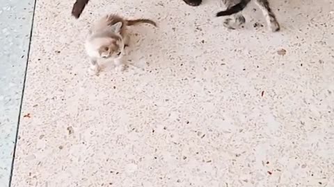 2 cat playing fighting