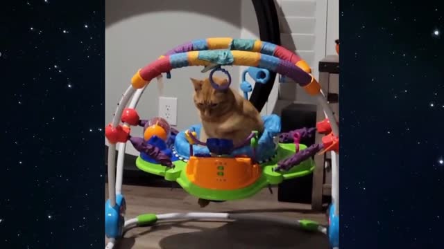 The best high chair for a cat