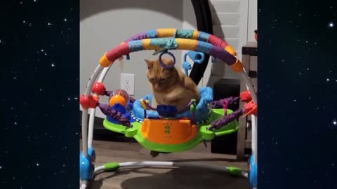 The best high chair for a cat