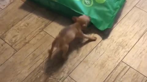 The end 😂😂😂 #shorts #fails #funny #laugh #viral #idiotsradar