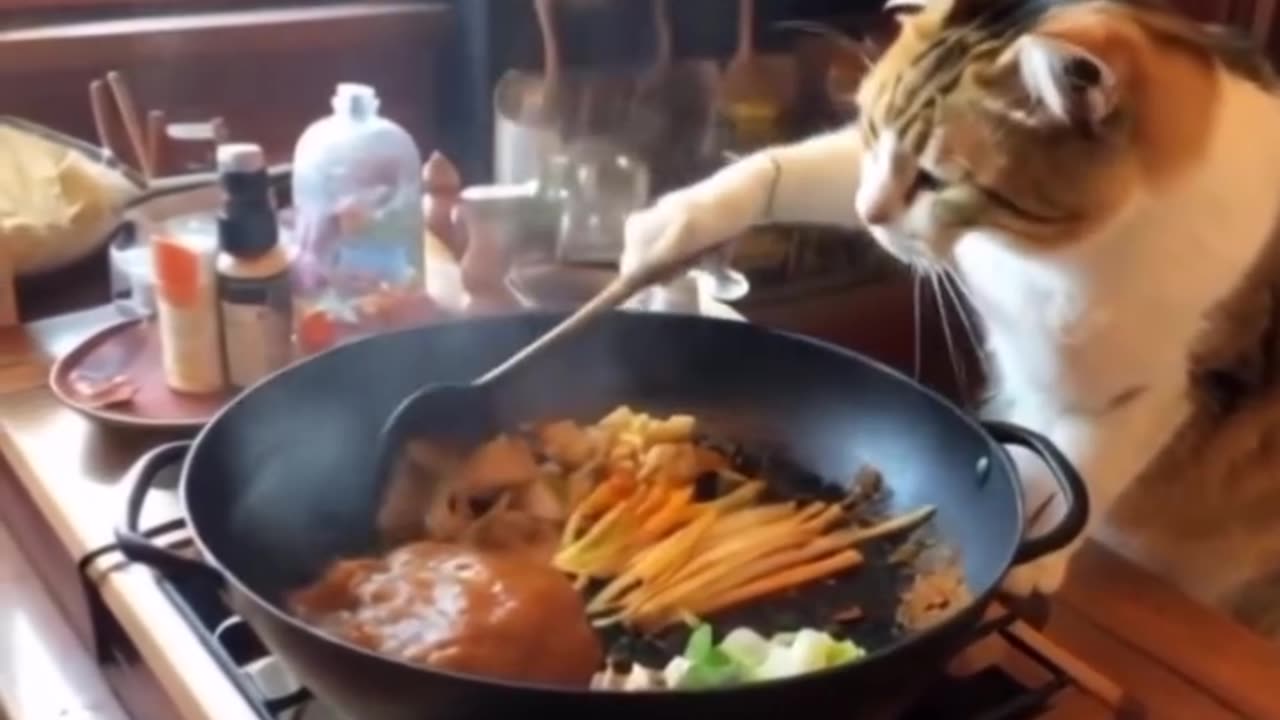 Have you ever seen a cat cook? 😂🤣