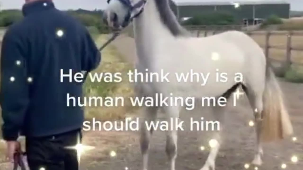 Funny horse 🐎 😄