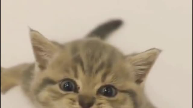 #The_Loveliest_Animals so cute kitten, cute baby cat, funny baby cats,cute baby cats video