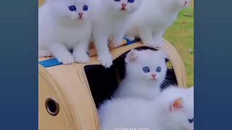 Cute animals cute cat white lovely lovely