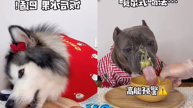 Pitbull VS Husky - Dog Reviews Raw Beef Meat | Dog eating