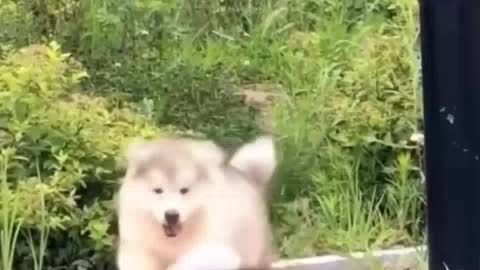 Alaskan malamute Fluffy Puppies