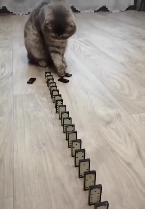 Domino cat | funny cat | try not to laugh