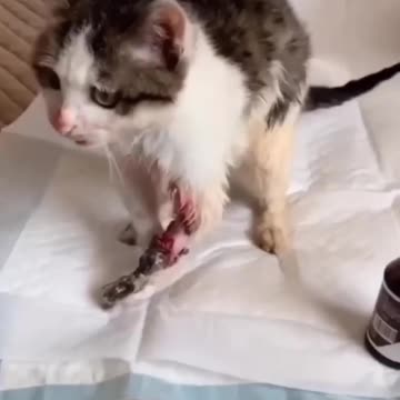 OMG. Cat's 😭leg badly injured...