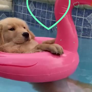 Funniest pets😁😁