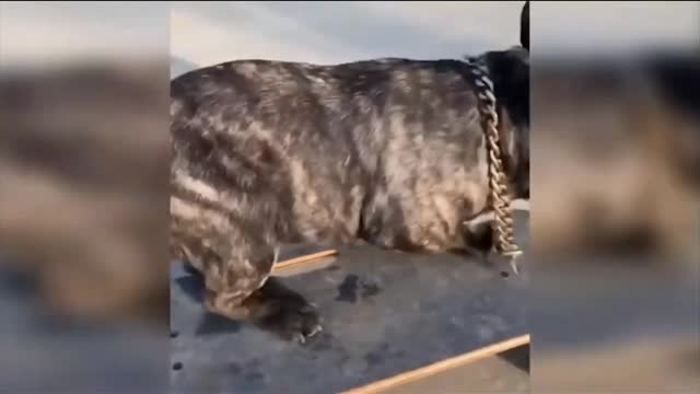 smart dog skateboarding