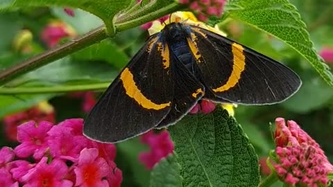 A black butterfly collecting pollens...