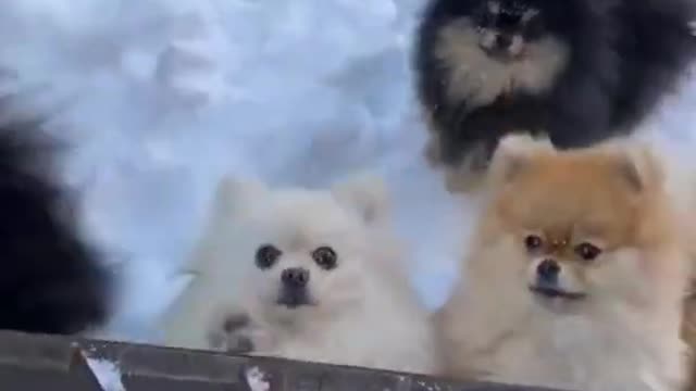 Super Cute Animals Cute cats and Funny dogs videos compilation