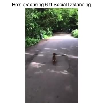 Cute dog practice 6ft social distancing